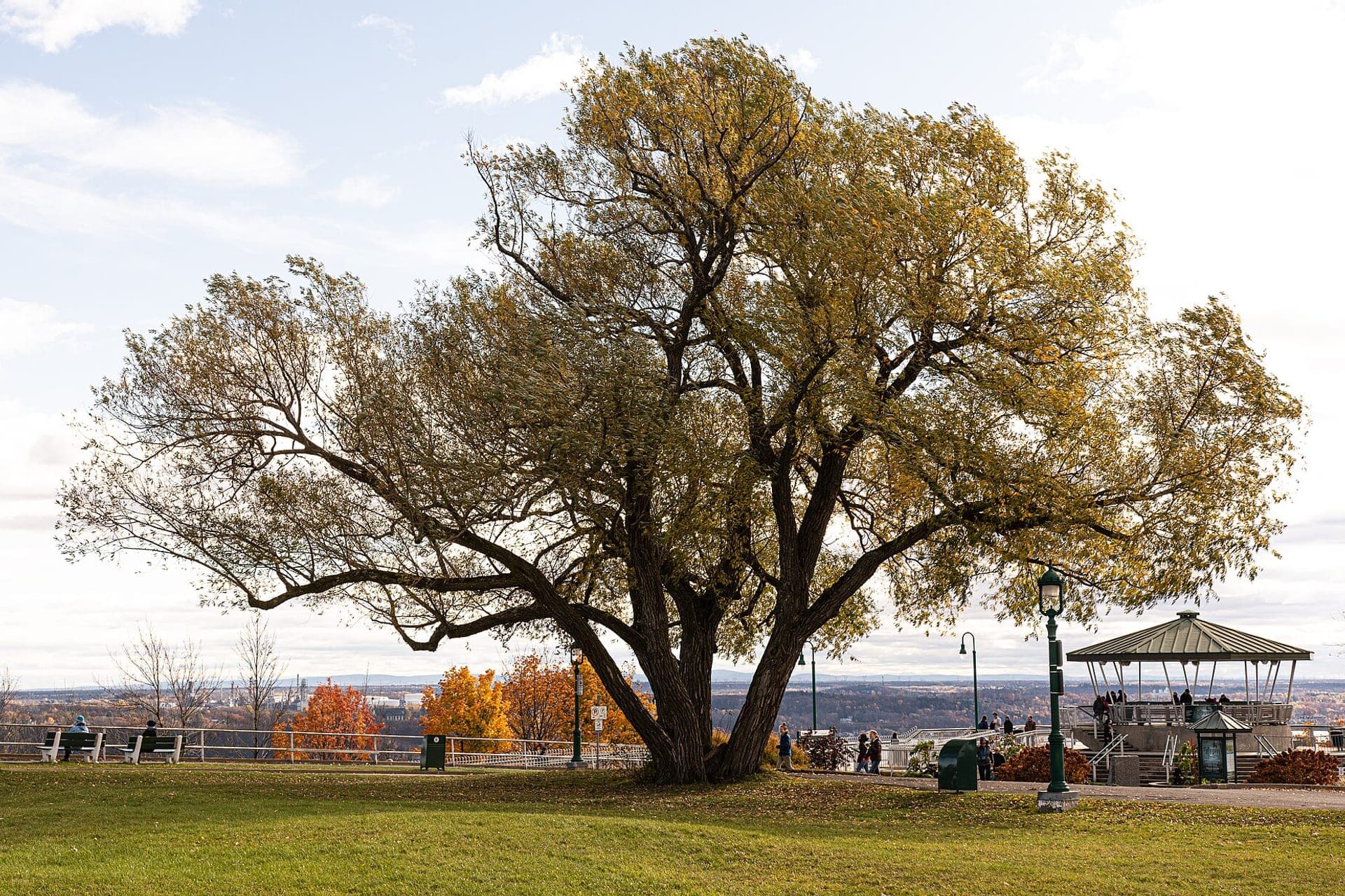 Park in a city